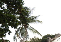 Ko Tao plaz (zatazeno)
